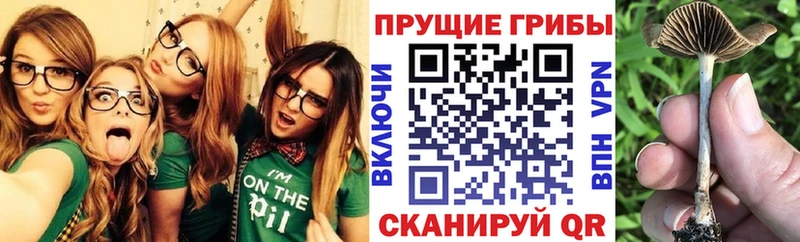 Псилоцибиновые грибы Psilocybine cubensis  Купить где  Красноуфимск 